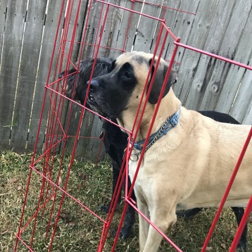 Homemade dog fence