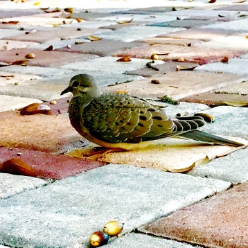 Dove on the patio